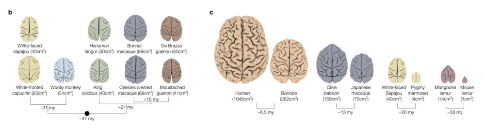 Similar brain volume in phylogenetically distant species, and very different brain volumes in phylogenetically close species.