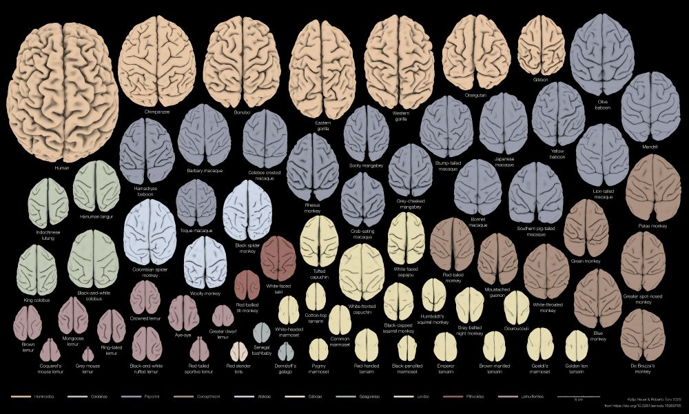 Brain Surfaces of 70 primate species