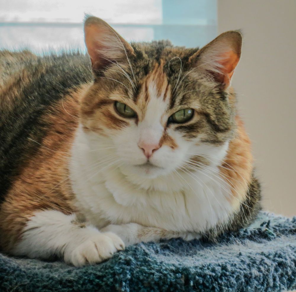 Female cat who is Tortoise shell, tabby and white.