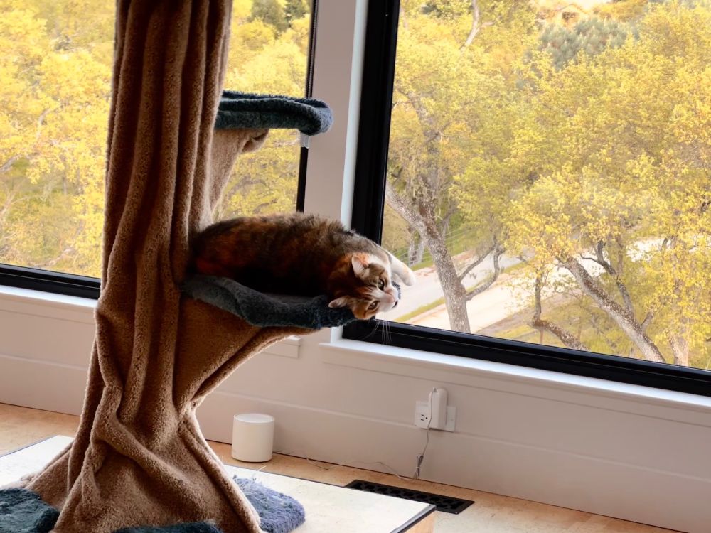 My plump torti/tabby being flirty while lying on her cat tree which is in front of my big picture windows