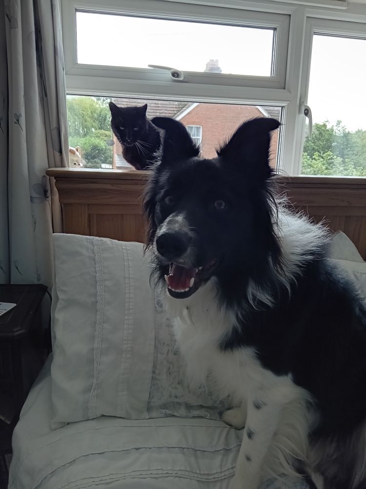 Border collie on bed, black cat sitting behind him on a windowsill 