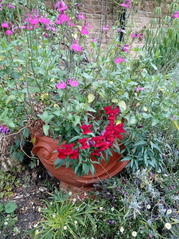 Another terracotta pot in a plant bed. Full of pink and red flowers.