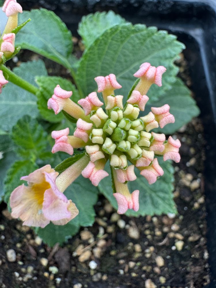 A lantana inflorescence with only one of it’s blooms opened up 