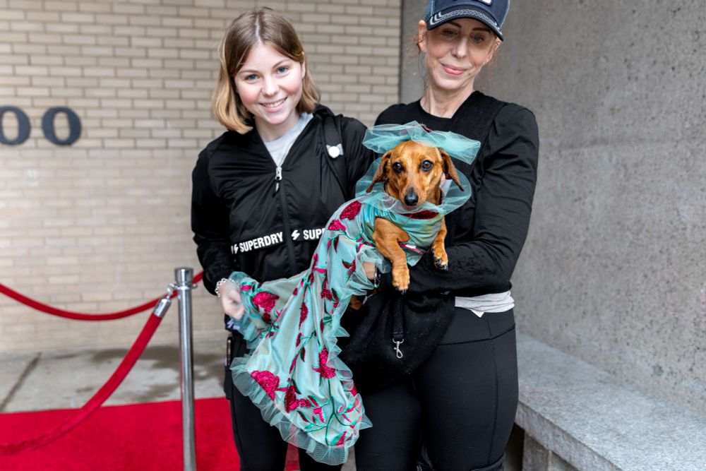 a dog in a long dress being held by its owners