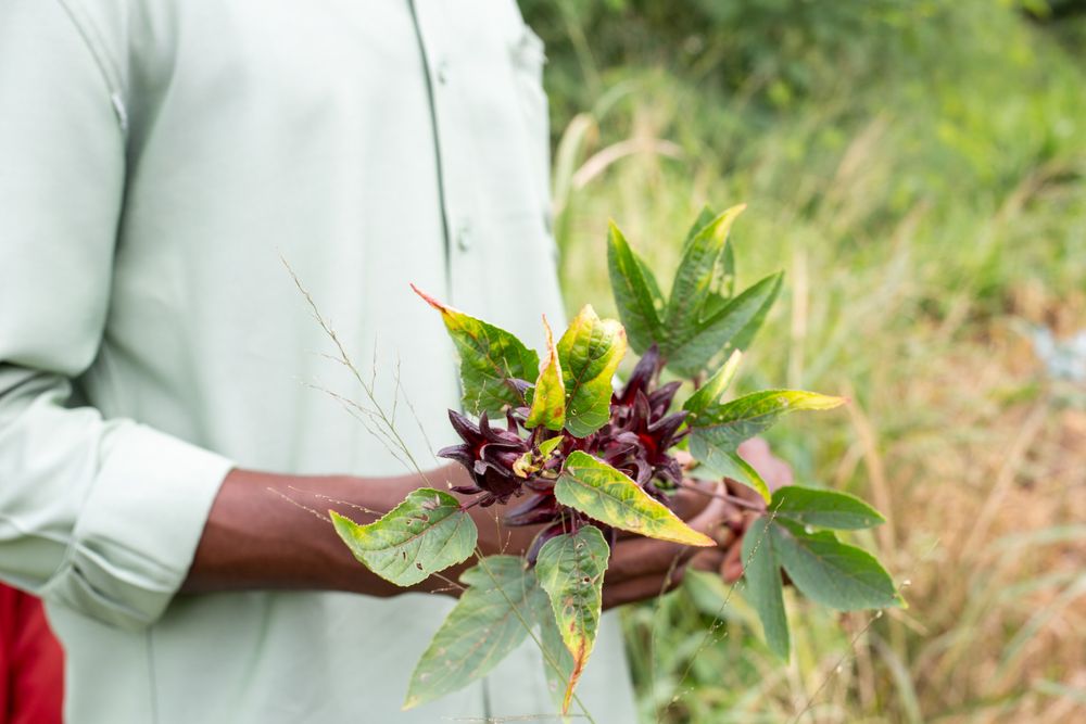 A student holds branches of an herb