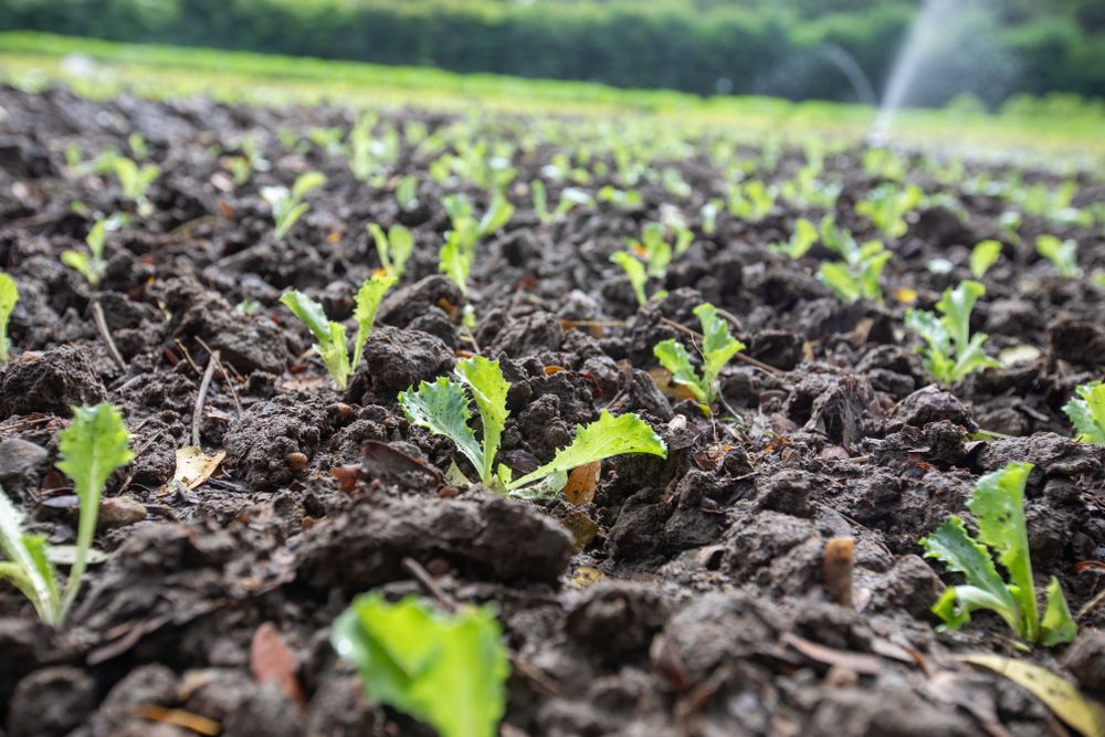A close up of a leafy plant growing in the soil