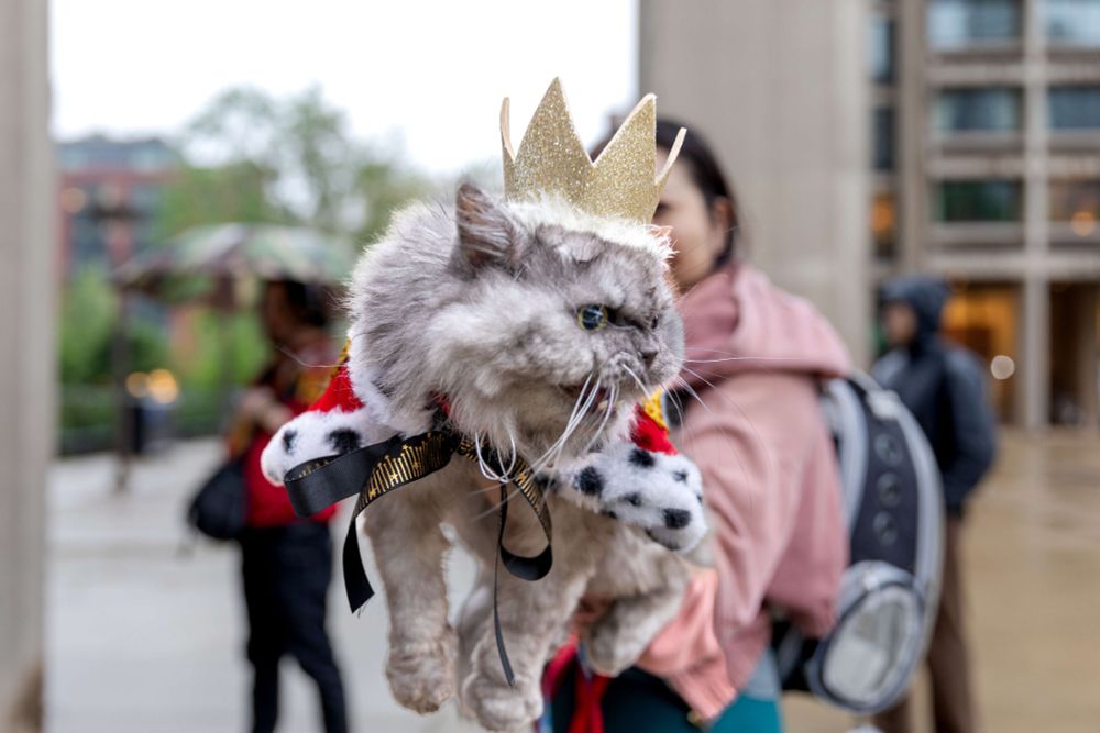 a cat in a crown being held up to the camera