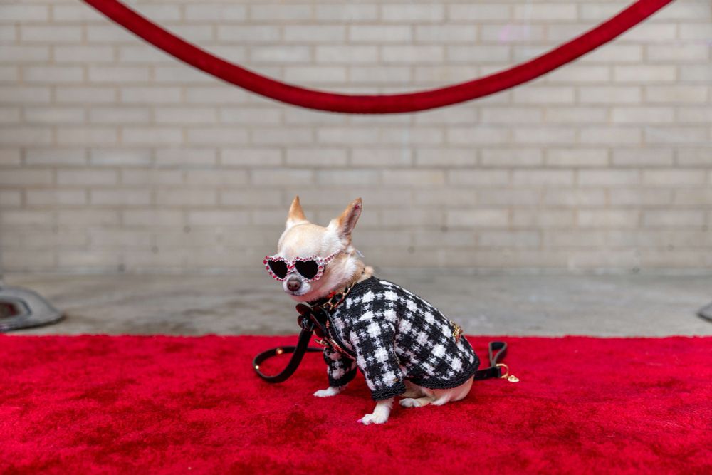 a small dog in a coat and sunglasses on the red carpet