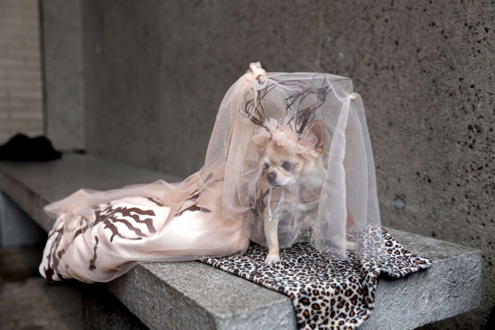 a small dog in a costume with antlers and a veil