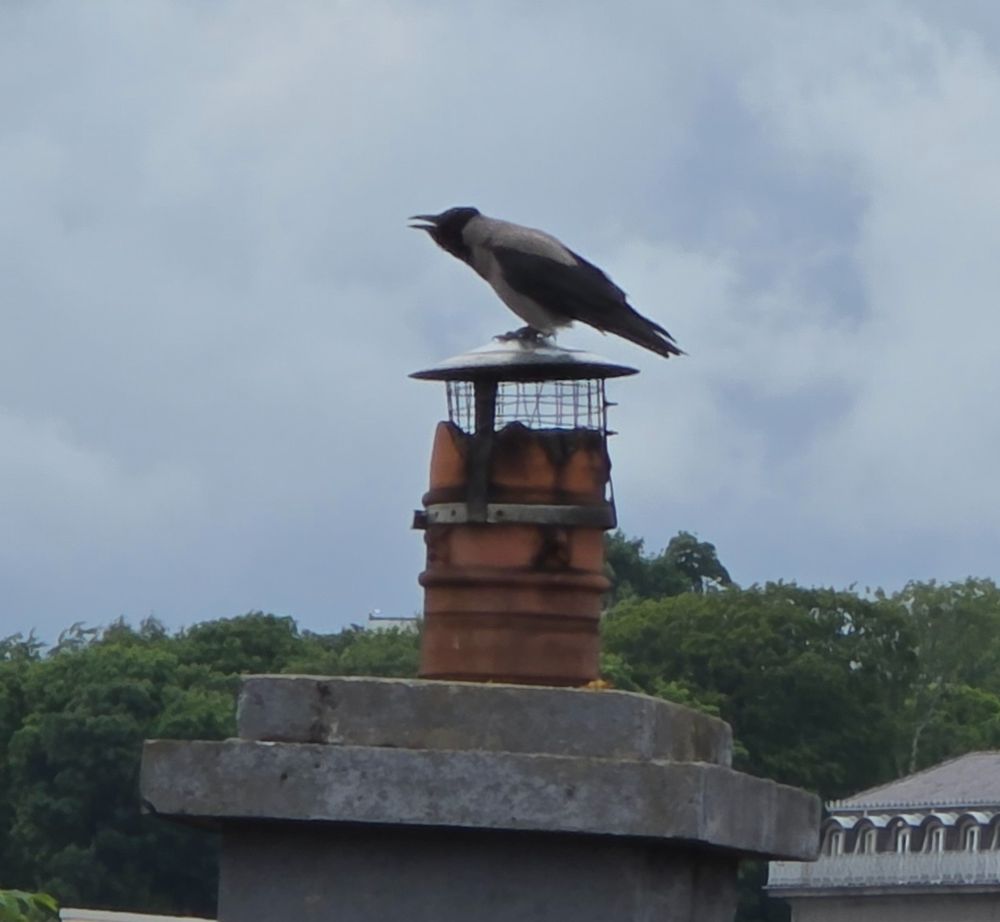 hooded crow (Corvus cornix) on top of a chiminy, Galway (Salt Hill), Ireland. the background is a grey, cloudy sky at top with green tree tops in mid-photo with grey rooftop to the right. bird is screaming about something. 
