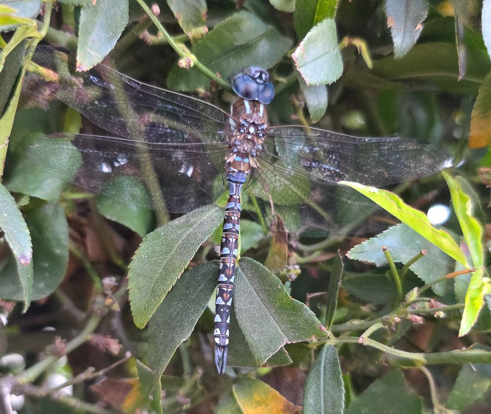 my (keyed) guess: Blue-eyed darner, male, (Rhionaeschna multicolor), family Aeshnidae. dragonfly on a green bush  is blue and black and brown markings along its length. eyes are translucent blue. Four wings with prominent black patterned veins extend to either side, perpendicular to the length of body from the thorax. Brown patterning is prominently present on S1, S3-6 or S7, with blue markings throughout including the humeral and antehumeral stripes. I love dragonflies, just not proficient with their ID.