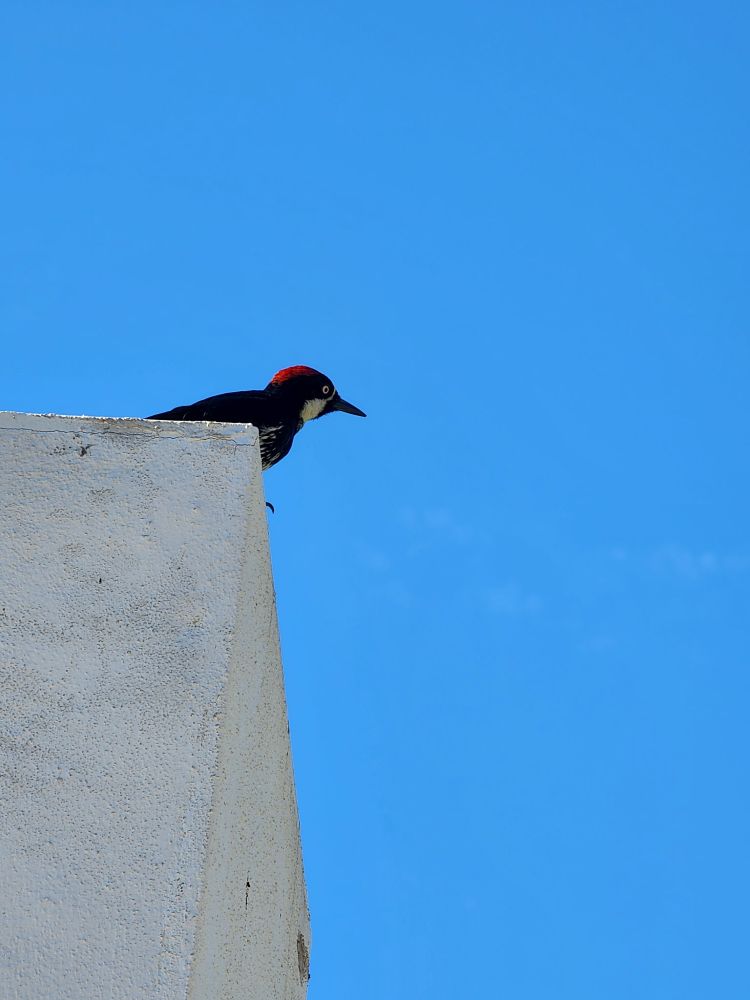Acorn Woodpecker (Melanerpes formicivorus) sitting atop a white wall against a bright blue sky.  This was spotted at the Rose Bowl in Pasadena California. The Rose Bowl is surrounded by areas of lots of open and closed vegetation that includes oaks and mixed woodlands and also includes native as well as ornamental bushes and trees.