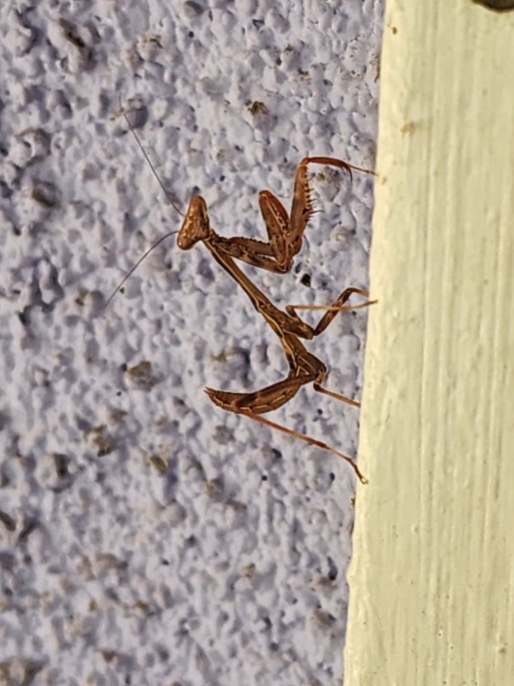 reddish brown colored young mantid, looking toward the camera, sitting on white painted wood framing, against a greyish lavendar stucco wall. Mantis' legs and "arms" have black mottling along their length. The side of the mantis has a light colored delineation along its length..