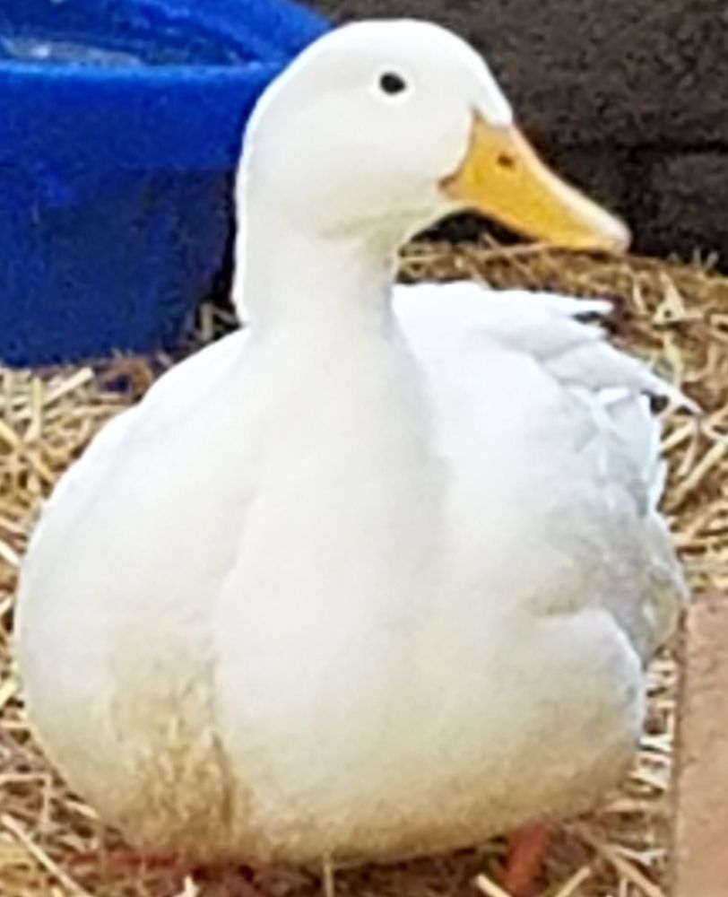 white Pekin drake facing camera looking to the right, standing on straw. over his shoulder to the left is part of a blue plastic kiddie pool duck-bath