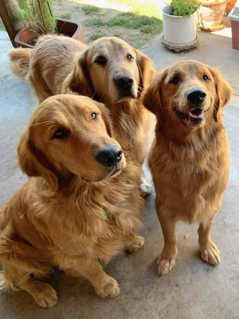 3 young (adult) golden retriever dogs attentive to the camera person. the one on the left is sitting and the 2 on the right are standing, all on a concrete walkway with a few potted plants in the background. 
