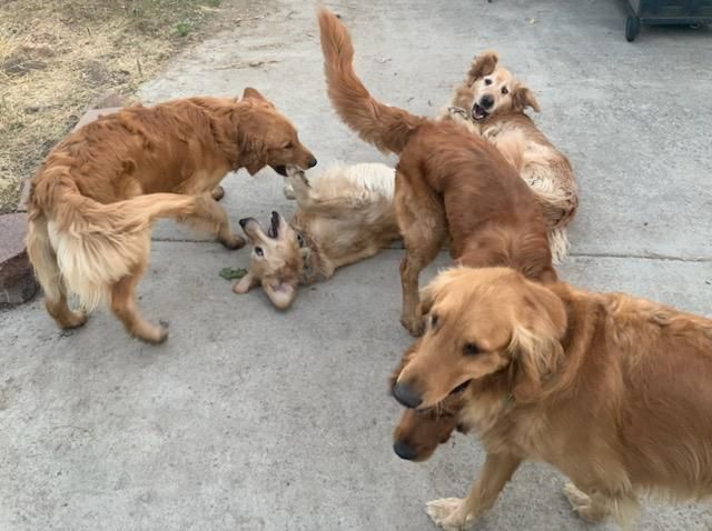 5 young golden retriever dogs wrestling on a concrete walkway