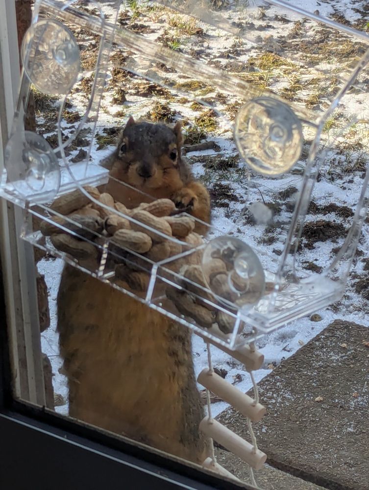 Squirrel trying to get peanuts from a bird feeder