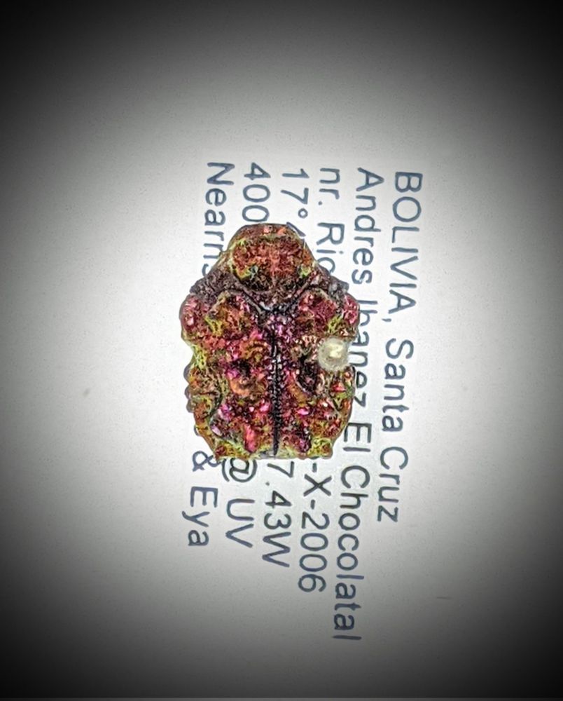 Tiny rainbow colored beetle on pin
