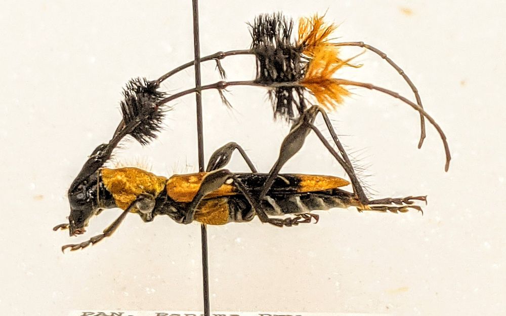 Longhorn beetle with fancy antennae