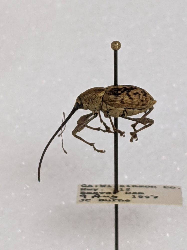 Pinned acorn weevil with long proboscis 