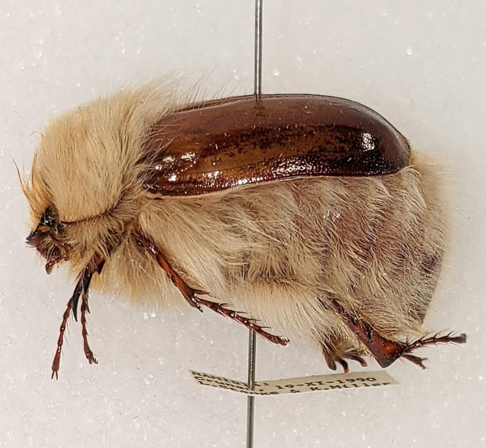 Side view of scarab beetle with very setose (=hairy) head, thorax, and abdomen