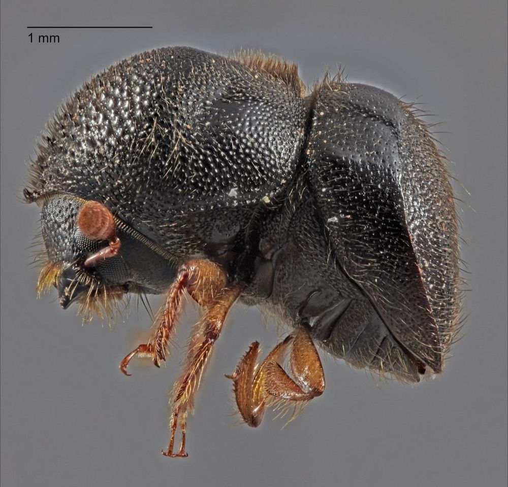 Image of the Camphor shoot borer Cnestus mutilatus