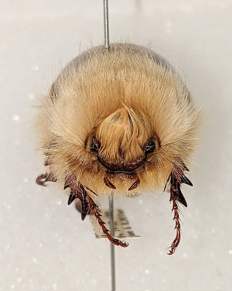 Frontal view of scarab beetle with very setose (=hairy) head and thorax