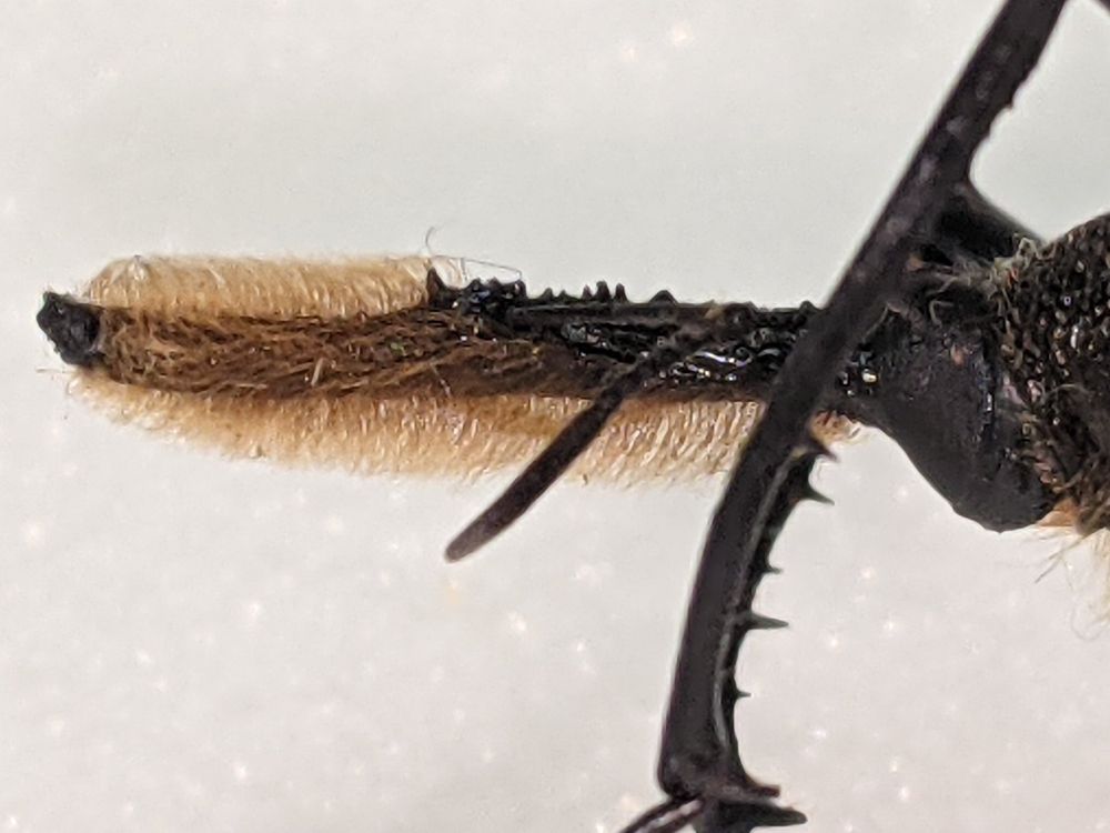 Close-up of setose (=hairy) snoot