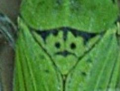 Close-up of leafhopper scutellum which markings resemble the face of Dracula