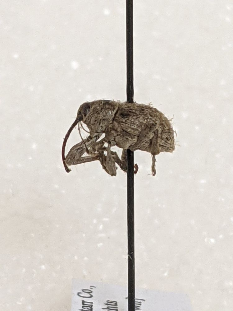 Pinned weevil with shorter proboscis 