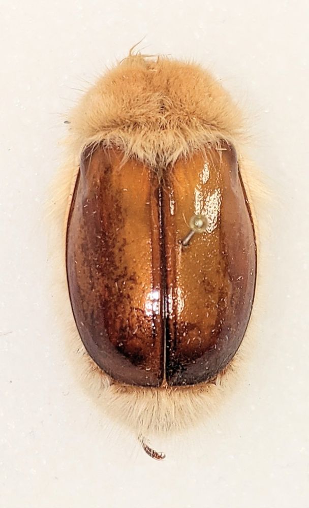 Top view of scarab beetle with very setose (=hairy) head and thorax,
