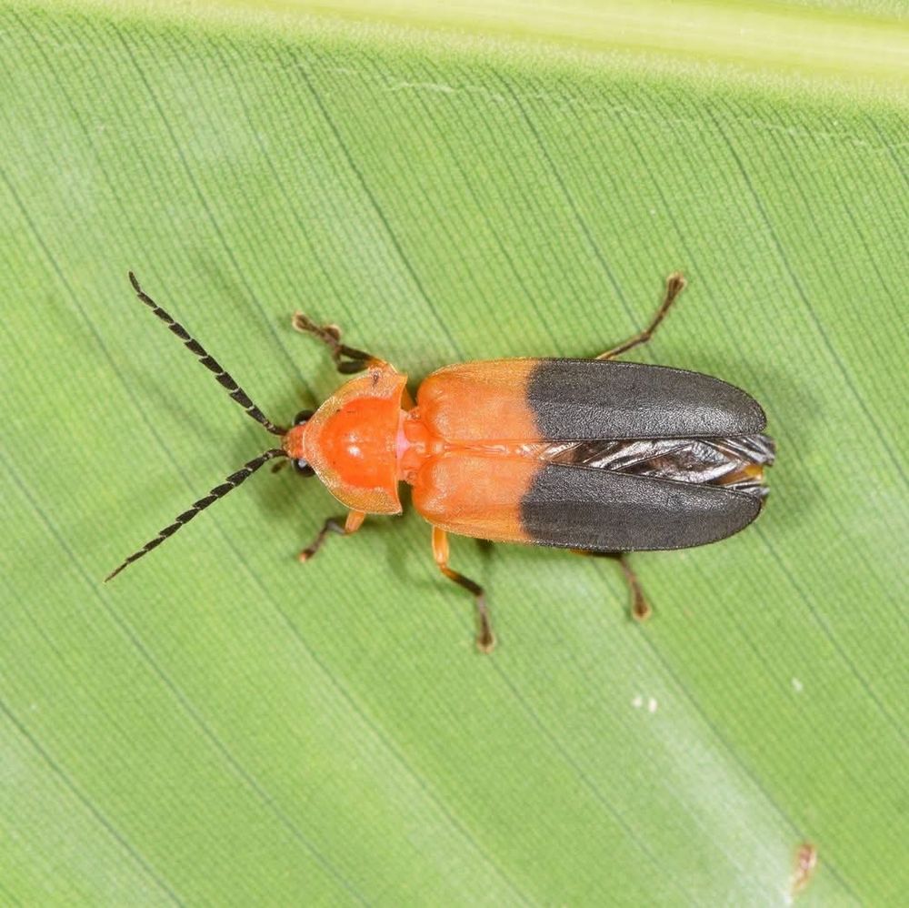 Orange and Black firefly from Puerto Rico sitting on leaf
