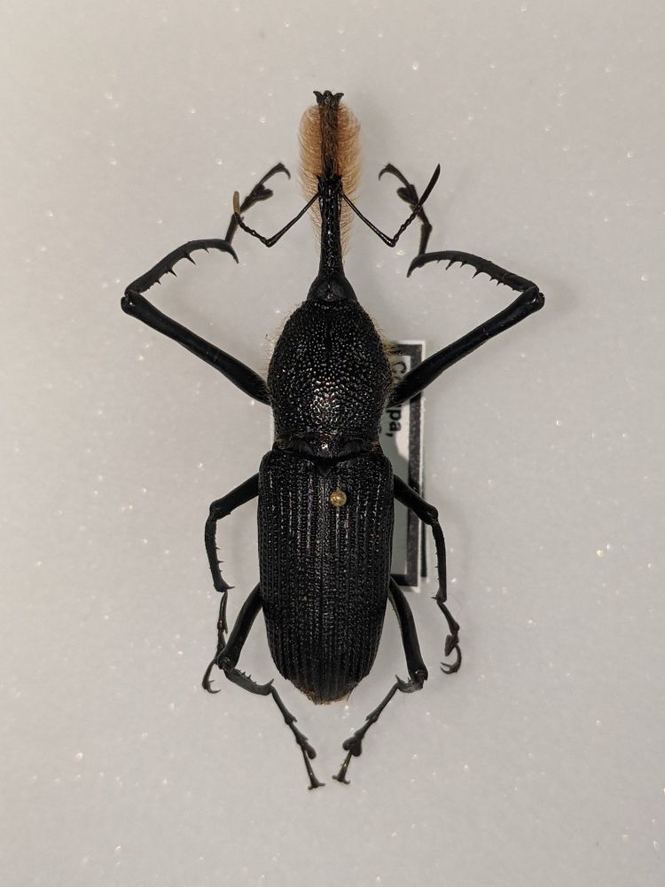 Large weevil with setose (=hairy) snoot