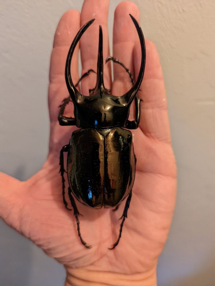 Image of a large beetle on an adult hand.