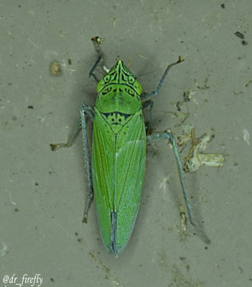 Image of green leafhopper 