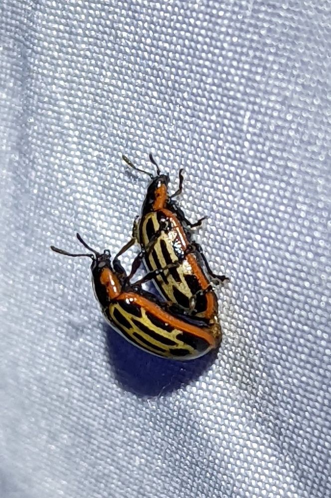 Two leaf beetles mating on blacklight sheet