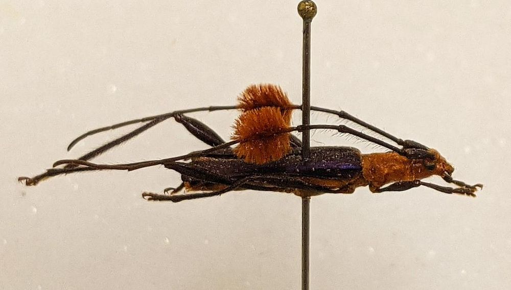 Pinned longhorn beetle and their fancy antennae