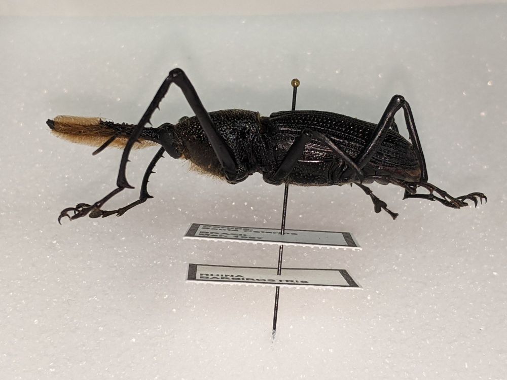 Large weevil with setose (=hairy) snoot