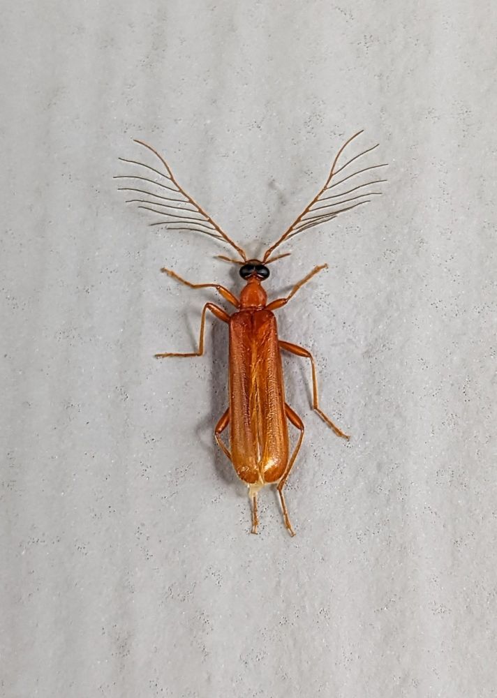 A beetle with spectacular antennae at a blacklight sheet