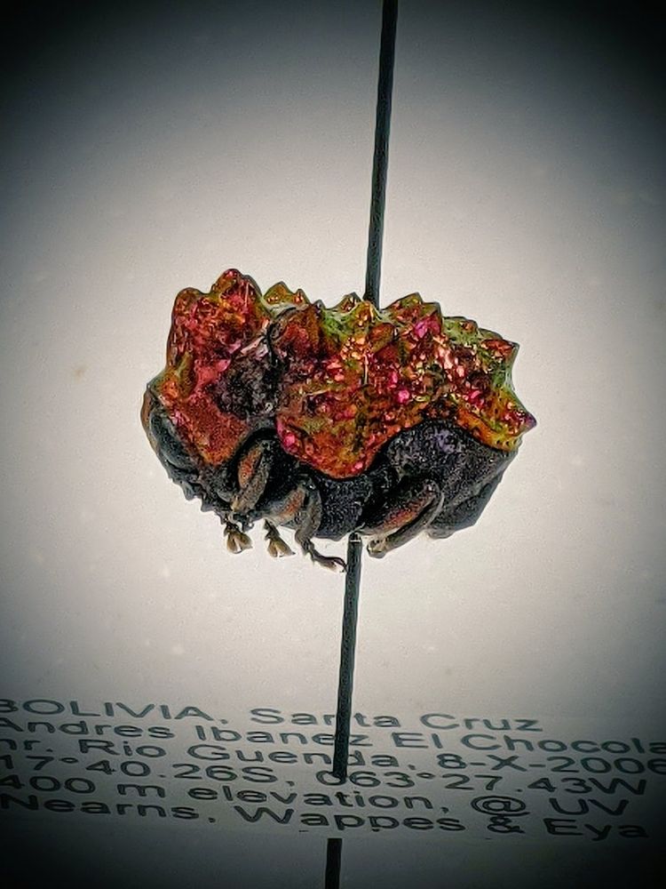 Tiny rainbow colored beetle on pin
