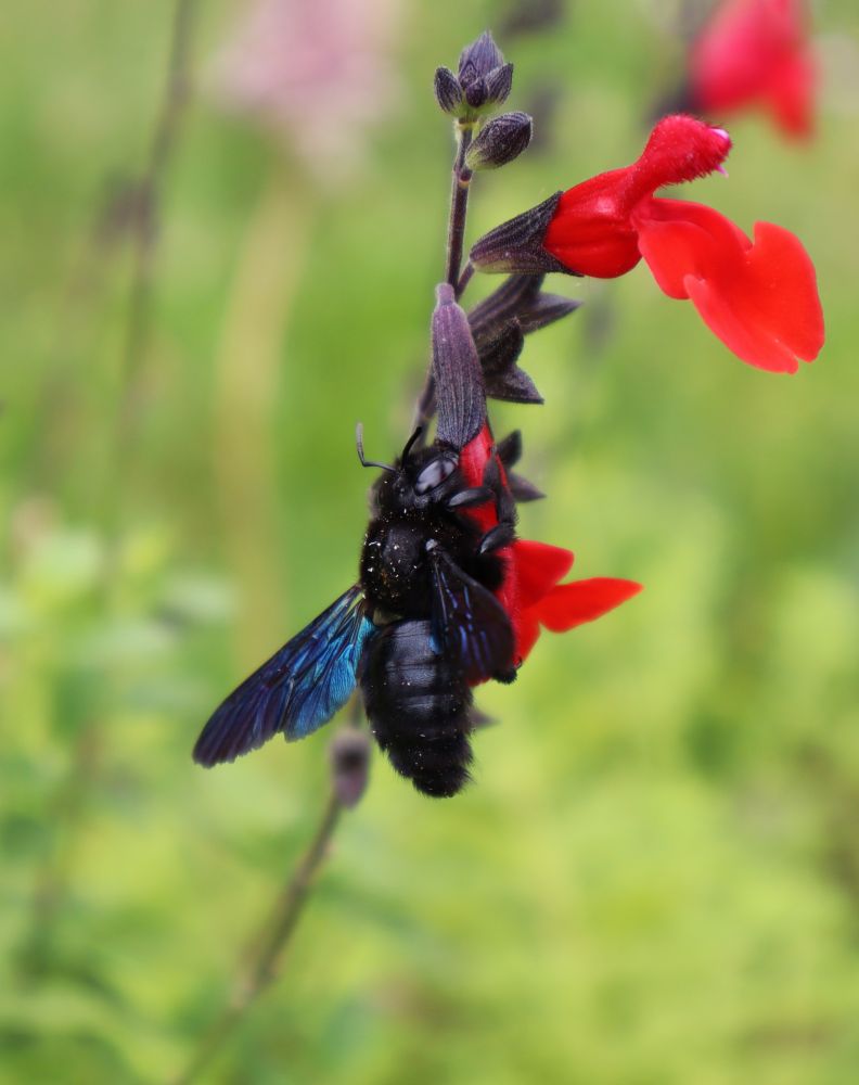 Picture of a black carpenter bee (Xylocopa iris) gathering nectar from salvia (Salvia microphylla) with red petals.