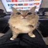 silly cat awkwardly stareing at camera