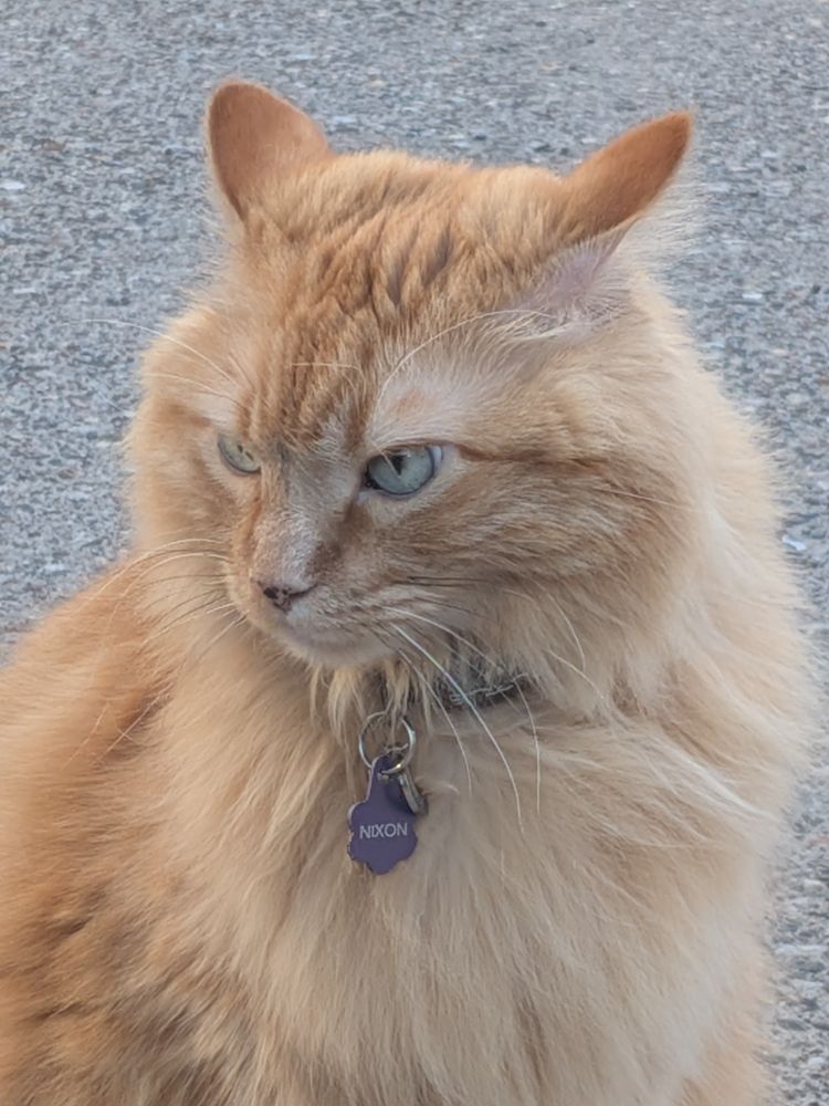 a closeup of the same orange domestic longhair cat. the nametag on his collar reads "Nixon"