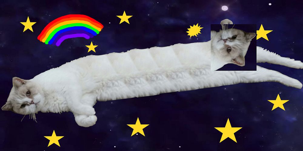 Its a very long stretched picture of a cat, with a second cat randomly slapped on in the middle because it was the correct positioning for an old article. There are stars, and a rainbow, and everything is purple. The subtext is that the author is insane