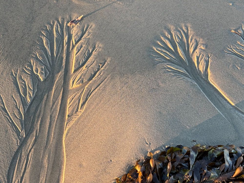 Close-up of intricate dendritic patterns in wet sand, resembling tree branches, with seaweed in the bottom right corner illuminated by soft sunlight.
