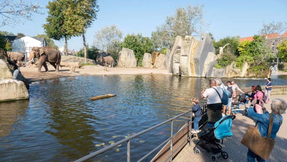 Artis gaat regenwater uit de Plantagebuurt opvangen voor tuinen en dierenverblijven