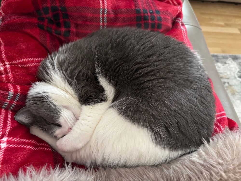 cat in shrimp pose