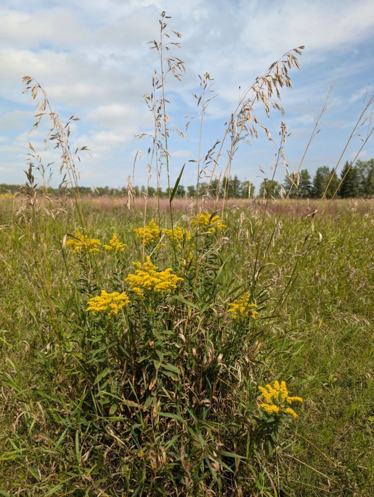 Yellow wildflowers in the foreground of a meadow on a sunny day.