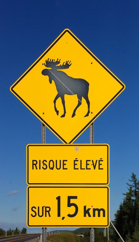Un panneau de signalisation routière jaune en forme de losange avec un pictogramme noir d'orignal au centre. En dessous, deux panneaux rectangulaires jaunes : le premier indique "RISQUE ÉLEVÉ" et le second "SUR 1,5 km". Le panneau est monté sur deux poteaux métalliques et se dresse sur fond de ciel bleu clair avec quelques arbres verts visibles sur le côté droit.