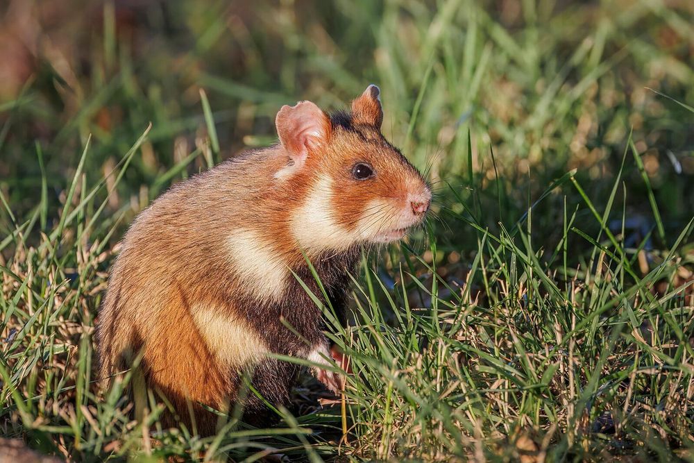 Une photographie en gros plan d'un hamster d'Europe (Cricetus cricetus) aux couleurs vives, dressé dans l'herbe verte. Le hamster a un pelage brun-roux sur le dos, des joues et un ventre blancs, et des taches noires distinctives sur ses flancs. Son museau et ses petites oreilles arrondies sont visibles alors qu'il regarde vers la droite de l'image. La lumière du soleil éclaire l'animal, créant des reflets sur son pelage et dans l'herbe environnante.